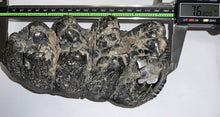 Load image into Gallery viewer, Super Rare South American Gomphothere Fossil Molar 7.68 Inches most likely Notiomastodon!