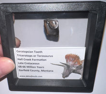 Load image into Gallery viewer, Framed Triceratops type Ceratopsian Tooth Lot One Per Order .62 Inches