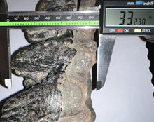 Load image into Gallery viewer, Super Rare South American Gomphothere Fossil Molar 7.68 Inches most likely Notiomastodon!