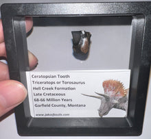 Load image into Gallery viewer, Framed Triceratops type Ceratopsian Tooth Lot One Per Order .62 Inches