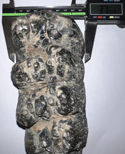 Load image into Gallery viewer, Super Rare South American Gomphothere Fossil Molar 7.68 Inches most likely Notiomastodon!