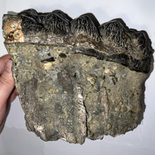 Load image into Gallery viewer, Super Rare South American Gomphothere Fossil Molar 7.86 Inches most likely Notiomastodon!