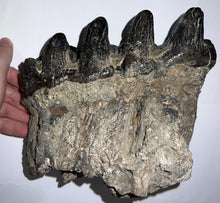 Load image into Gallery viewer, Super Rare South American Gomphothere Fossil Molar 7.86 Inches most likely Notiomastodon!