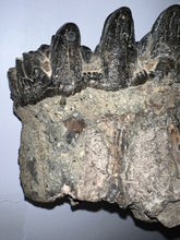 Load image into Gallery viewer, Super Rare South American Gomphothere Fossil Molar 7.86 Inches most likely Notiomastodon!