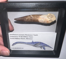 Load image into Gallery viewer, Huge Framed Plesiosaur Teeth One per Order 2.2 to 2.5 Inches! Dinosaur Era Marine Reptile!
