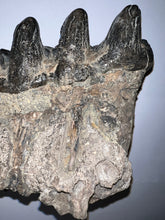 Load image into Gallery viewer, Super Rare South American Gomphothere Fossil Molar 7.86 Inches most likely Notiomastodon!