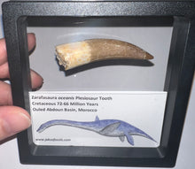 Load image into Gallery viewer, Huge Framed Plesiosaur Teeth One per Order 2.2 to 2.5 Inches! Dinosaur Era Marine Reptile!