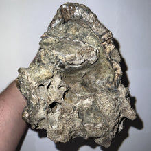 Load image into Gallery viewer, Super Rare South American Gomphothere Fossil Molar 7.86 Inches most likely Notiomastodon!
