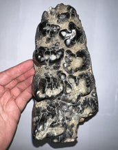 Load image into Gallery viewer, Super Rare South American Gomphothere Fossil Molar 7.86 Inches most likely Notiomastodon!
