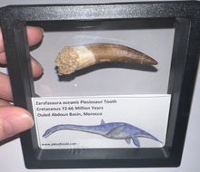 Load image into Gallery viewer, Huge Framed Plesiosaur Teeth One per Order 2.2 to 2.5 Inches! Dinosaur Era Marine Reptile!