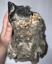 Load image into Gallery viewer, Super Rare South American Gomphothere Fossil Molar 7.86 Inches most likely Notiomastodon!