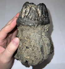 Load image into Gallery viewer, Super Rare South American Gomphothere Fossil Molar 7.86 Inches most likely Notiomastodon!