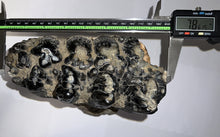 Load image into Gallery viewer, Super Rare South American Gomphothere Fossil Molar 7.86 Inches most likely Notiomastodon!