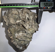 Load image into Gallery viewer, Super Rare South American Gomphothere Fossil Molar 7.86 Inches most likely Notiomastodon!