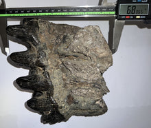 Load image into Gallery viewer, Super Rare South American Gomphothere Fossil Molar 7.86 Inches most likely Notiomastodon!