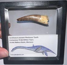 Load image into Gallery viewer, Huge Framed Plesiosaur Teeth One per Order 2.2 to 2.5 Inches! Dinosaur Era Marine Reptile!