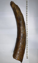 Load image into Gallery viewer, American Mastodon Fossil Nearly Complete Tusk 24 Inches No Repair!