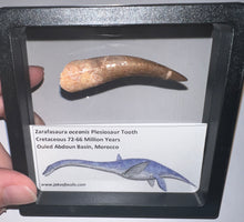 Load image into Gallery viewer, Huge Framed Plesiosaur Teeth One per Order 2.2 to 2.5 Inches! Dinosaur Era Marine Reptile!