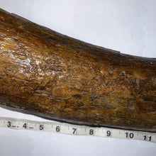Load image into Gallery viewer, American Mastodon Fossil Nearly Complete Tusk 24 Inches No Repair!