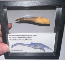 Load image into Gallery viewer, Huge Framed Plesiosaur Teeth One per Order 2.2 to 2.5 Inches! Dinosaur Era Marine Reptile!