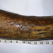 Load image into Gallery viewer, American Mastodon Fossil Nearly Complete Tusk 24 Inches No Repair!