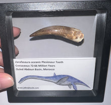 Load image into Gallery viewer, Huge Framed Plesiosaur Teeth One per Order 2.2 to 2.5 Inches! Dinosaur Era Marine Reptile!