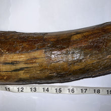Load image into Gallery viewer, American Mastodon Fossil Nearly Complete Tusk 24 Inches No Repair!