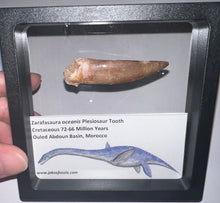Load image into Gallery viewer, Huge Framed Plesiosaur Teeth One per Order 2.2 to 2.5 Inches! Dinosaur Era Marine Reptile!