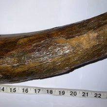 Load image into Gallery viewer, American Mastodon Fossil Nearly Complete Tusk 24 Inches No Repair!