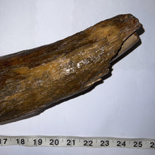 Load image into Gallery viewer, American Mastodon Fossil Nearly Complete Tusk 24 Inches No Repair!