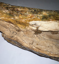 Load image into Gallery viewer, American Mastodon Fossil Nearly Complete Tusk 24 Inches No Repair!