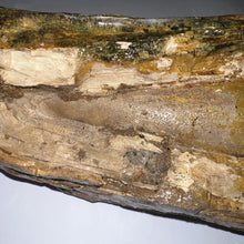 Load image into Gallery viewer, American Mastodon Fossil Nearly Complete Tusk 24 Inches No Repair!