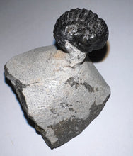Load image into Gallery viewer, Enrolled Gerastos Fossil Trilobite .76 Inches