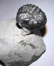 Load image into Gallery viewer, Enrolled Gerastos Fossil Trilobite .76 Inches