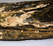 Load image into Gallery viewer, American Mastodon Fossil Nearly Complete Tusk 24 Inches No Repair!
