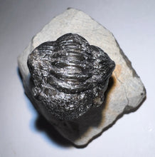 Load image into Gallery viewer, Enrolled Gerastos Fossil Trilobite .76 Inches