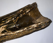 Load image into Gallery viewer, American Mastodon Fossil Nearly Complete Tusk 24 Inches No Repair!