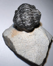 Load image into Gallery viewer, Enrolled Gerastos Fossil Trilobite .76 Inches