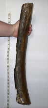 Load image into Gallery viewer, American Mastodon Fossil Nearly Complete Tusk 24 Inches No Repair!