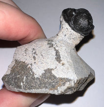 Load image into Gallery viewer, Enrolled Gerastos Fossil Trilobite .76 Inches
