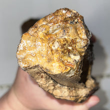 Load image into Gallery viewer, American Mastodon Fossil Nearly Complete Tusk 24 Inches No Repair!