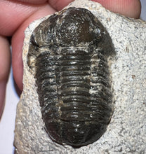 Load image into Gallery viewer, Gerastos Fossil Trilobite 1.07 Inches
