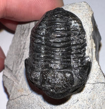 Load image into Gallery viewer, Gerastos Fossil Trilobite .97 Inches