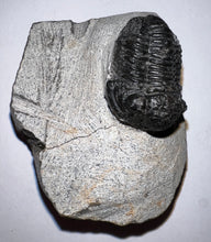 Load image into Gallery viewer, Gerastos Fossil Trilobite .97 Inches