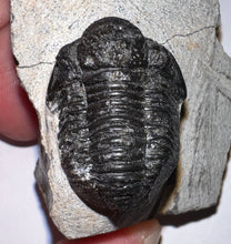 Load image into Gallery viewer, Gerastos Fossil Trilobite .97 Inches