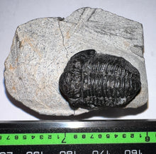 Load image into Gallery viewer, Gerastos Fossil Trilobite .97 Inches