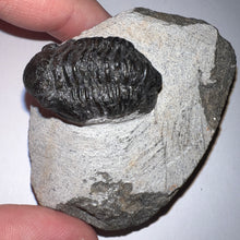 Load image into Gallery viewer, Gerastos Fossil Trilobite 1.16 Inches