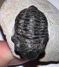 Load image into Gallery viewer, Gerastos Fossil Trilobite 1.16 Inches