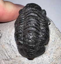 Load image into Gallery viewer, Gerastos Fossil Trilobite 1.16 Inches