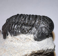 Load image into Gallery viewer, Gerastos Fossil Trilobite 1.16 Inches